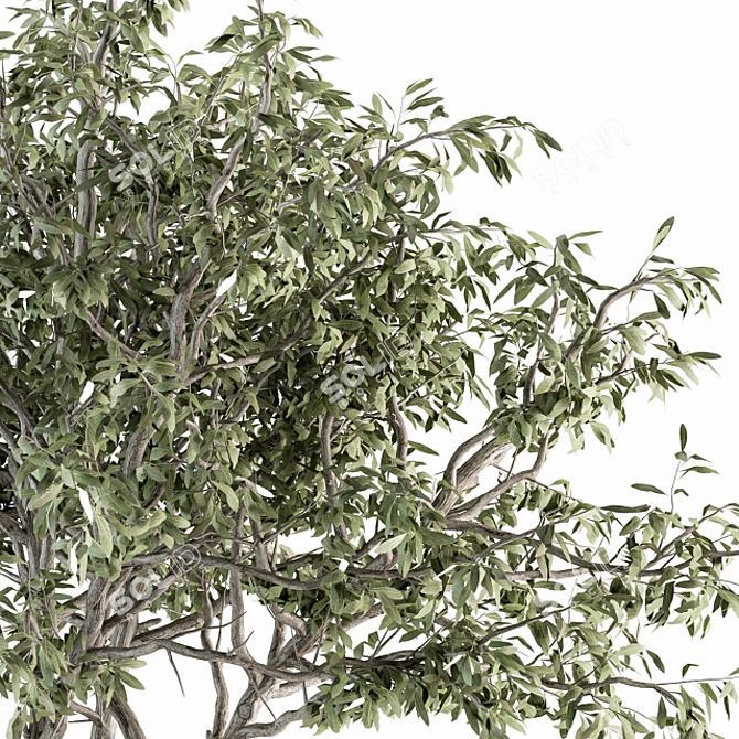 182-Piece Outdoor Plant Set: Tree in Pot 3D model image 4