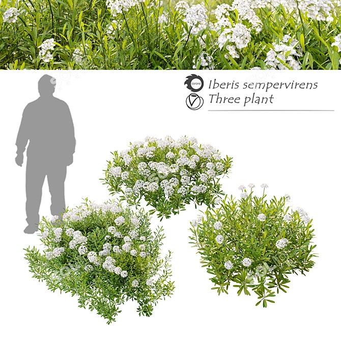 Evergreen Candytuft - 3 Model Pack 3D model image 1