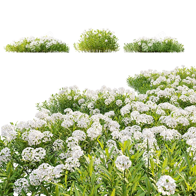 Evergreen Candytuft - 3 Model Pack 3D model image 3