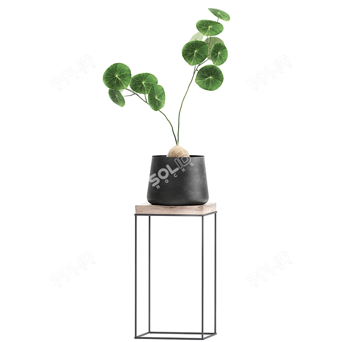 Tropical Plant Collection: Exotic Foliage in Stylish Pots 3D model image 5