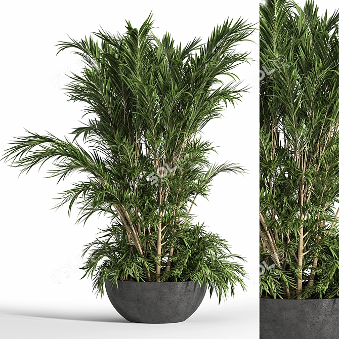 Tropical Palm Indoor Plant Set 3D model image 1