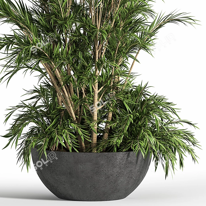 Tropical Palm Indoor Plant Set 3D model image 3