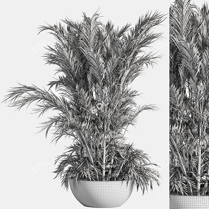 Tropical Palm Indoor Plant Set 3D model image 5