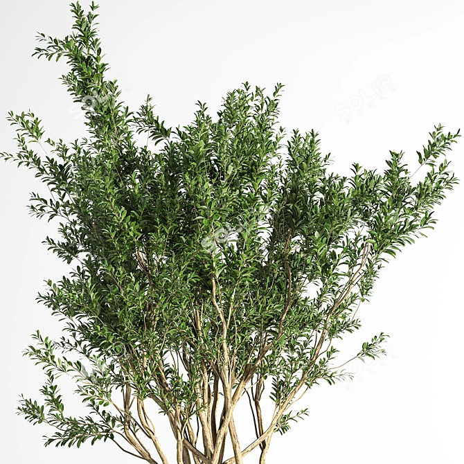 Outdoor Oasis Tree 08 3D model image 4