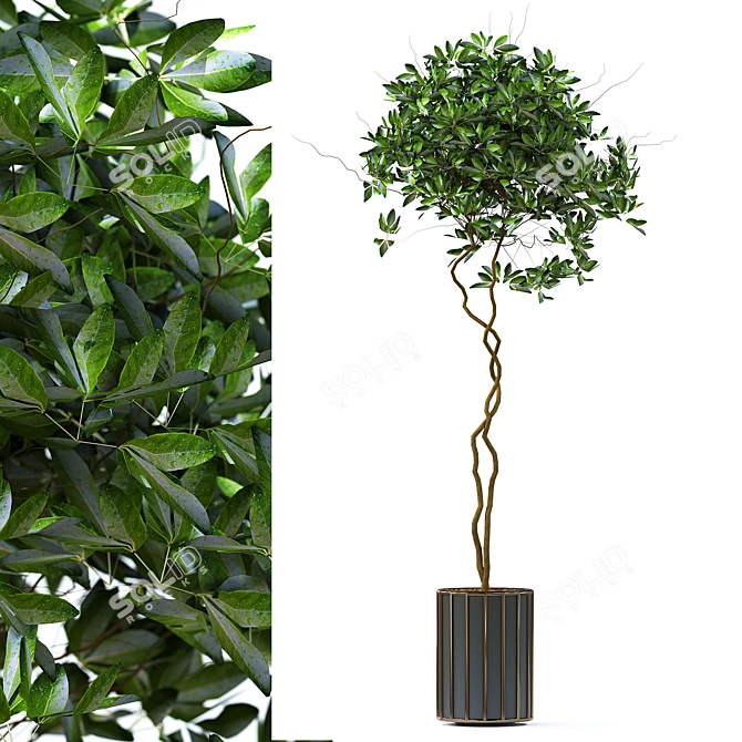 Elegant Foliage Interior Bushes 3D model image 1