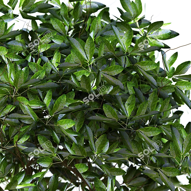 Elegant Foliage Interior Bushes 3D model image 2