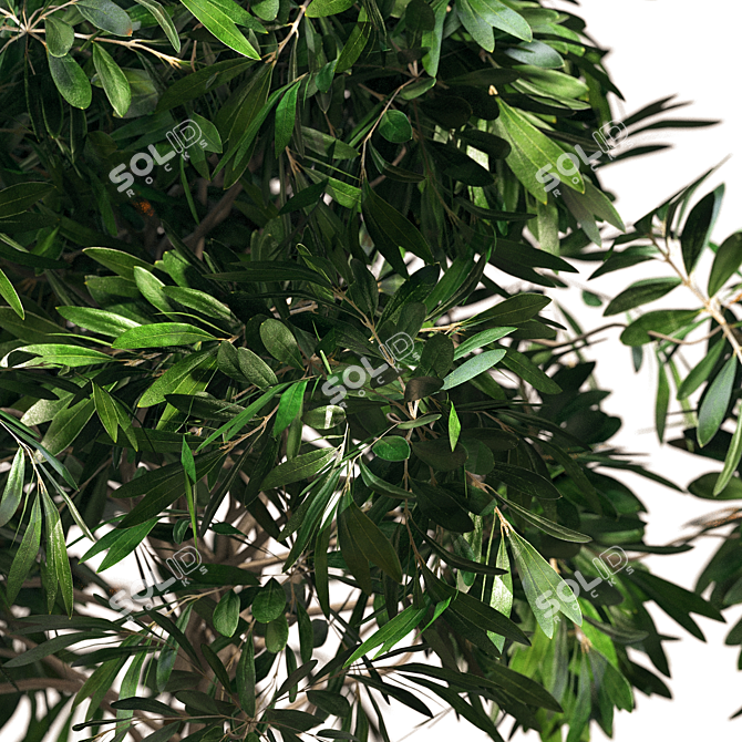 Modern Botanical Bushes Interior Décor 3D model image 2