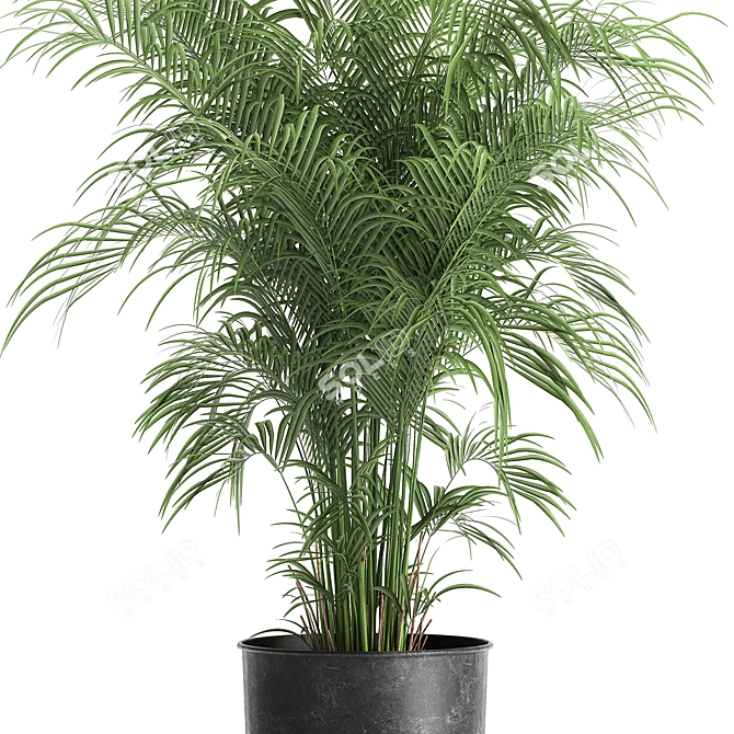 Tropical Plant Collection: Exotic & Decorative in Black Pots 3D model image 4