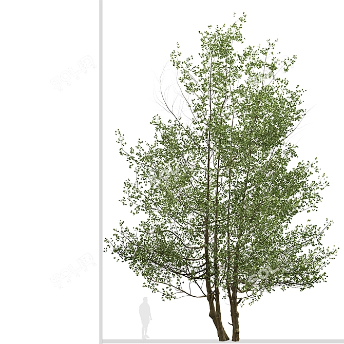 Versatile Black Alder Trees: 2-Pack 3D model image 1