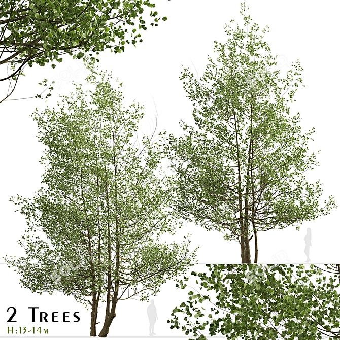 Versatile Black Alder Trees: 2-Pack 3D model image 2