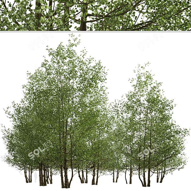 Versatile Black Alder Trees: 2-Pack 3D model image 3