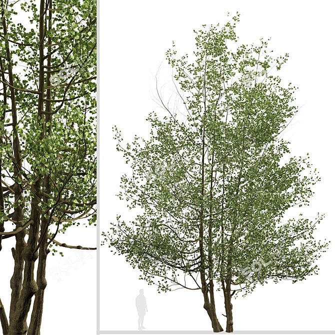 Versatile Black Alder Trees: 2-Pack 3D model image 4