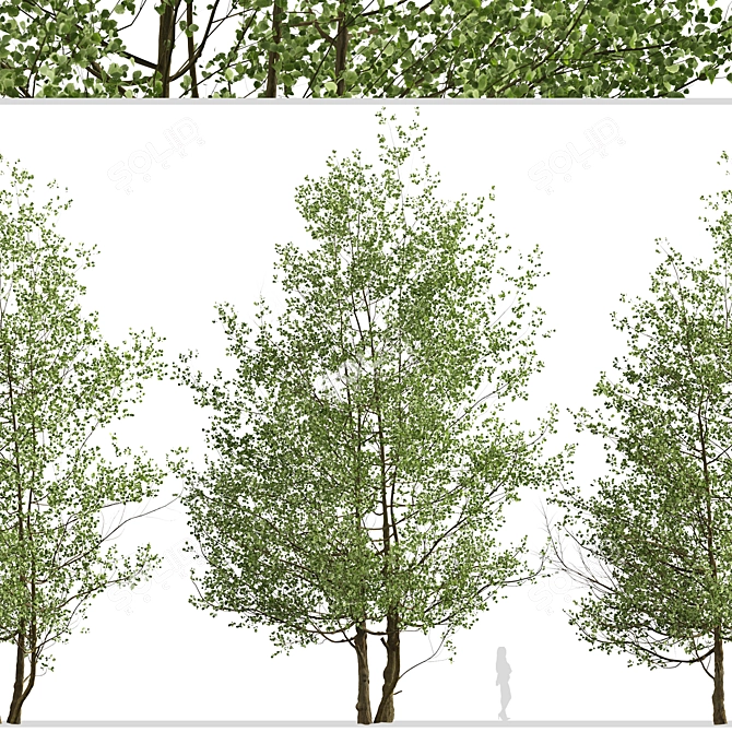 Versatile Black Alder Trees: 2-Pack 3D model image 5