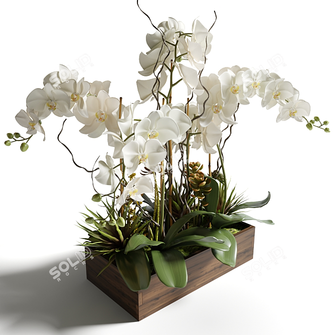 Elegant White Orchid & Succulent Arrangement 3D model image 2
