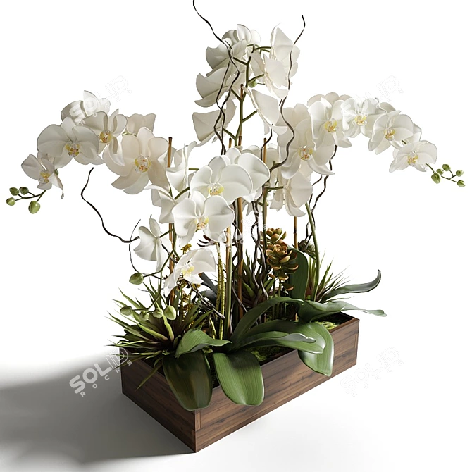 Elegant White Orchid & Succulent Arrangement 3D model image 5