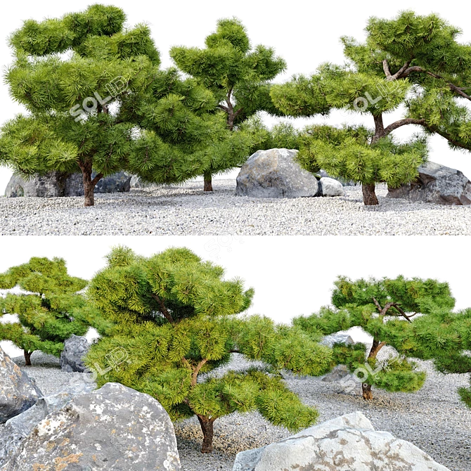 Exquisite Pinus Parviflora Bonsai 3D model image 2