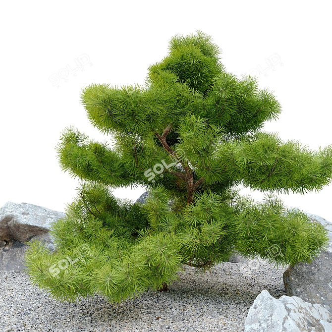 Exquisite Pinus Parviflora Bonsai 3D model image 3