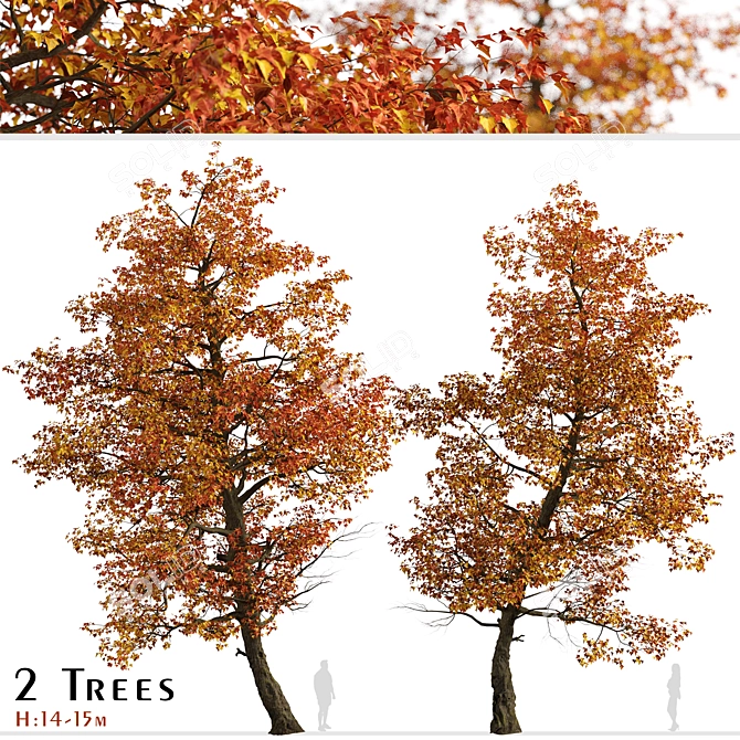 Stunning Set of Acer Buergerianum Trees 3D model image 1