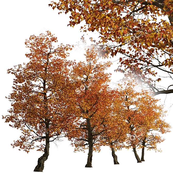 Stunning Set of Acer Buergerianum Trees 3D model image 3