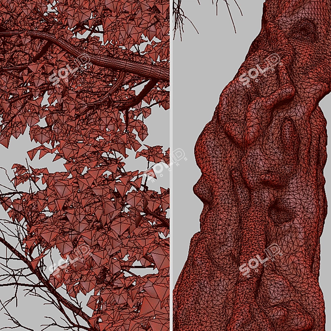 Stunning Set of Acer Buergerianum Trees 3D model image 5