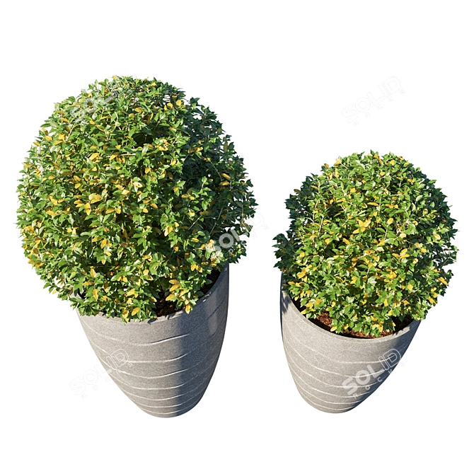 Tropical Pot Plant Collection 3D model image 2