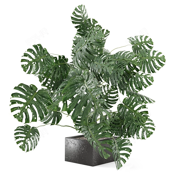 Exquisite Indoor Plant Collection 3D model image 1