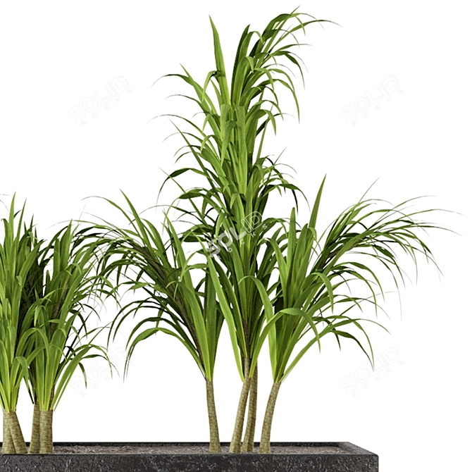 Exquisite Indoor Plant Collection 3D model image 3