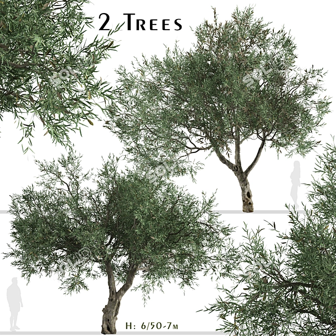 Mediterranean Duo: 2 Olive Trees 3D model image 1