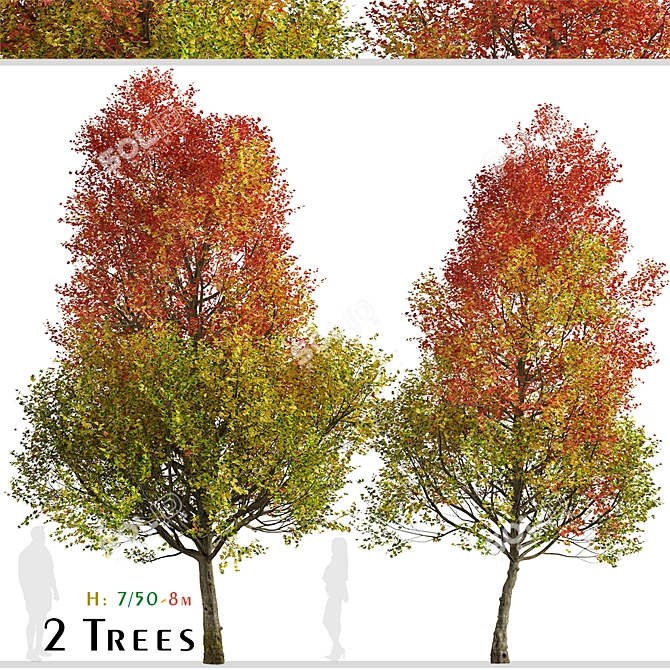 Autumn Blaze Freeman Maple Trees 3D model image 2