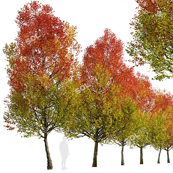 Autumn Blaze Freeman Maple Trees 3D model image 3