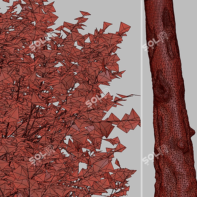 Autumn Blaze Freeman Maple Trees 3D model image 6