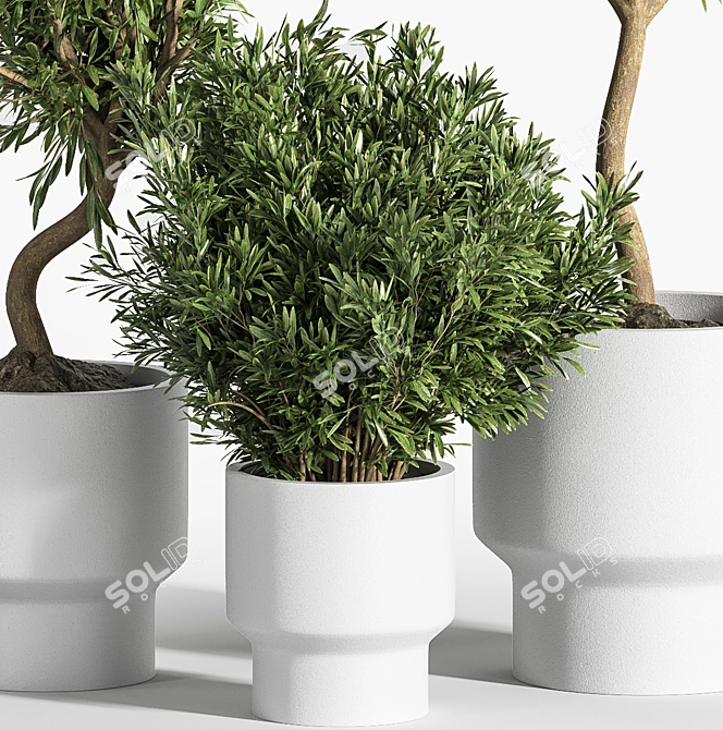 Natural Olive Indoor Plant Set 3D model image 2