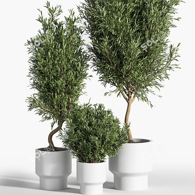 Natural Olive Indoor Plant Set 3D model image 3