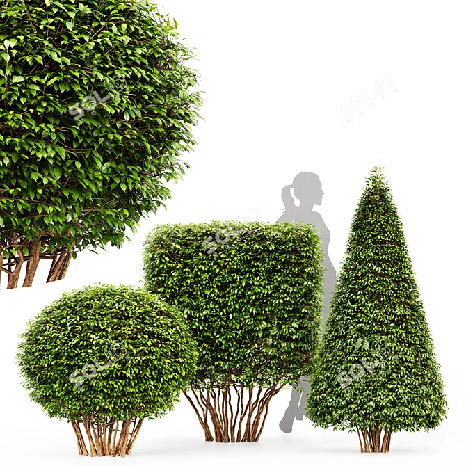 Dwarf Yaupon Holly: Spherical & Cone for Stunning Box Hedges 3D model image 1