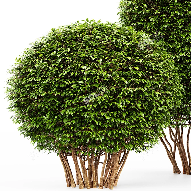 Dwarf Yaupon Holly: Spherical & Cone for Stunning Box Hedges 3D model image 2