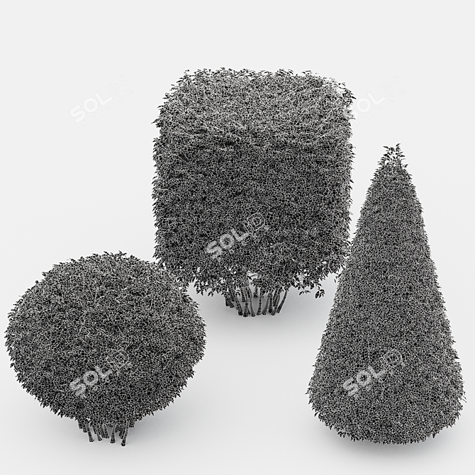 Dwarf Yaupon Holly: Spherical & Cone for Stunning Box Hedges 3D model image 4