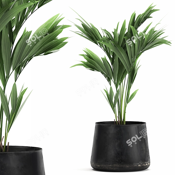 Exotic Plant Collection in Stylish Black Pots 3D model image 5