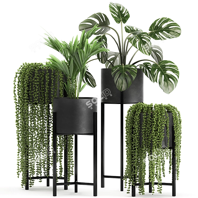 Exotic Plant Collection for Indoor and Outdoor Decor 3D model image 5