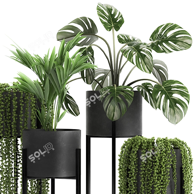 Exotic Plant Collection for Indoor and Outdoor Decor 3D model image 7