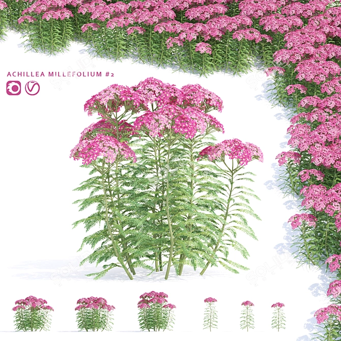 Yarrow Flowers | Achillea Millefolium #2 3D model image 1