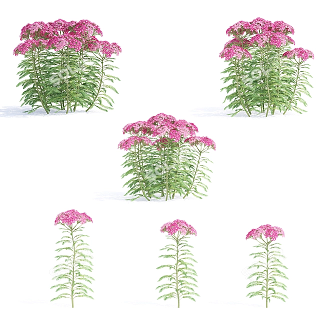 Yarrow Flowers | Achillea Millefolium #2 3D model image 2