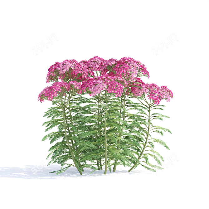 Yarrow Flowers | Achillea Millefolium #2 3D model image 3
