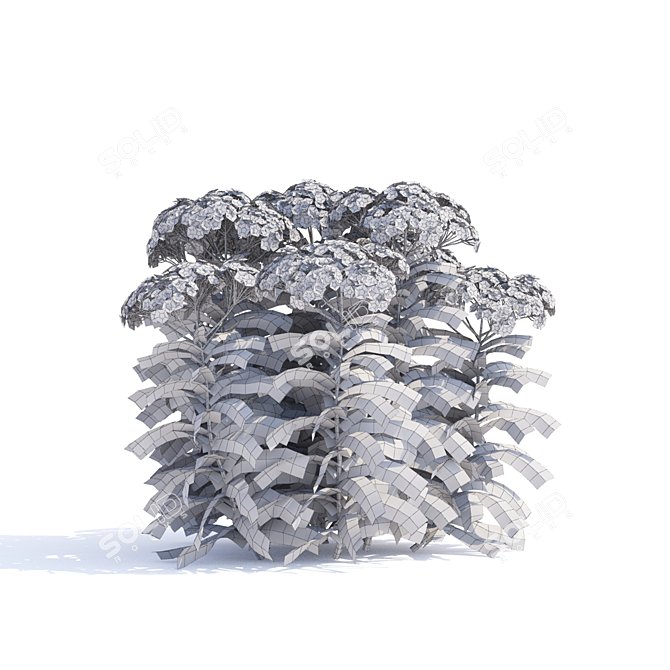 Yarrow Flowers | Achillea Millefolium #2 3D model image 4