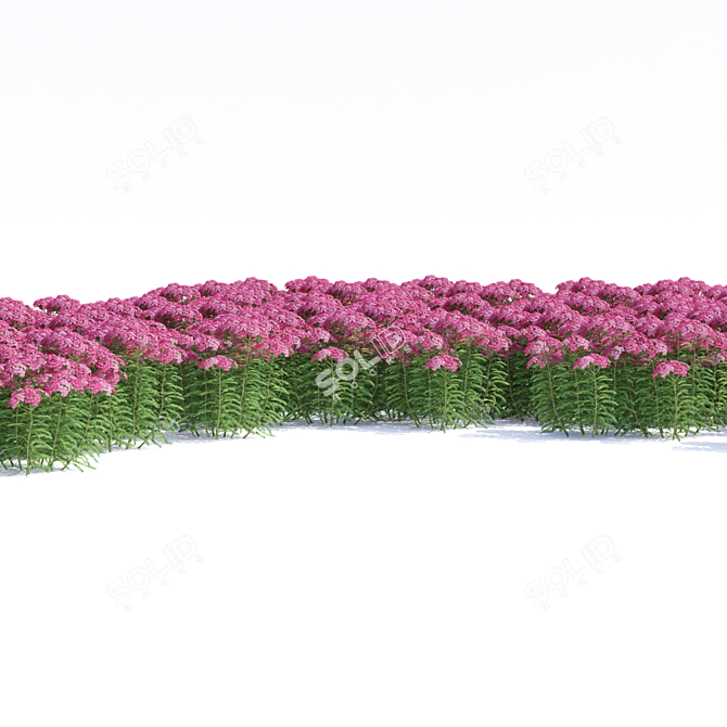 Yarrow Flowers | Achillea Millefolium #2 3D model image 5