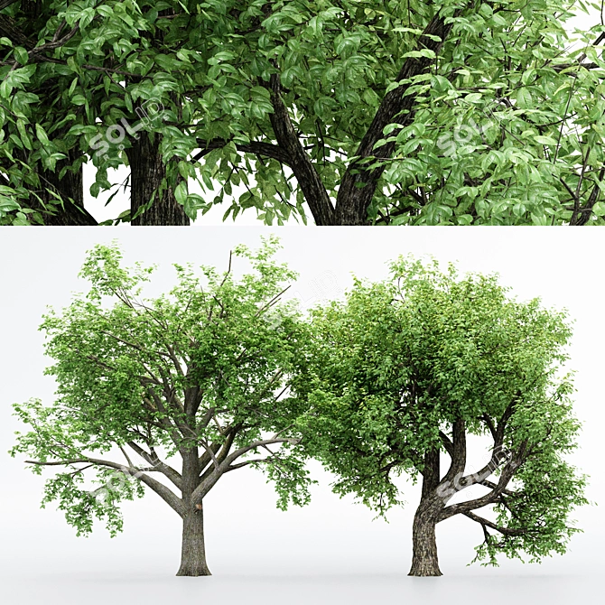 Dual Amur Cork - Broadleaf Trees 3D model image 1