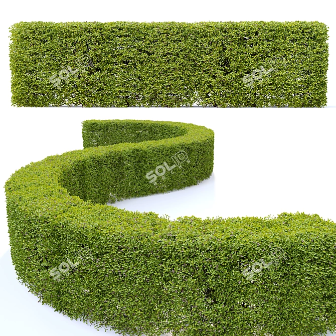 Seamless Amur Privet Hedge 3D model image 3