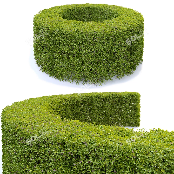 Seamless Amur Privet Hedge 3D model image 4
