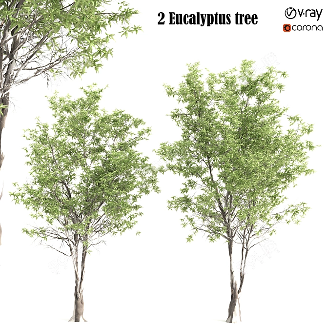 Elegant Eucalyptus Tree - 2 Pieces 3D model image 1