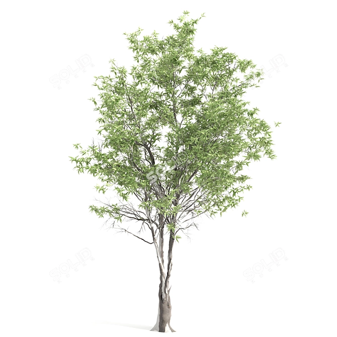 Elegant Eucalyptus Tree - 2 Pieces 3D model image 3