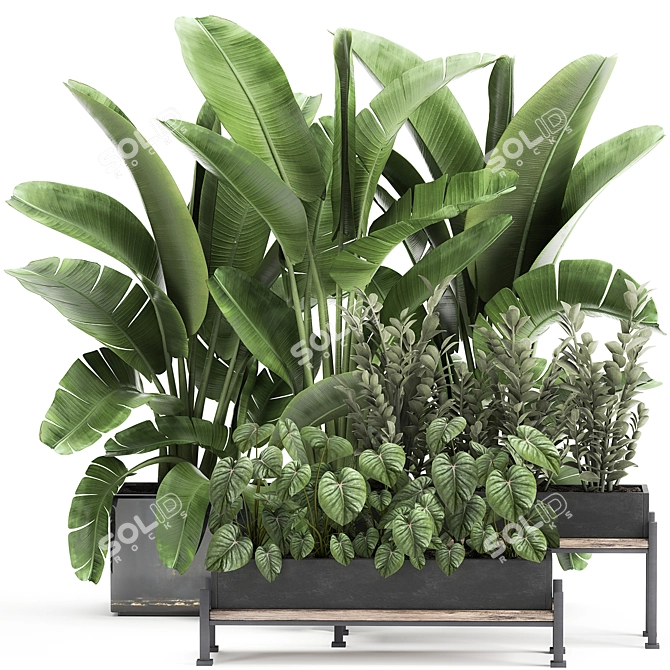 Tropical Plant Collection: Exotics for Indoor & Outdoor 3D model image 1